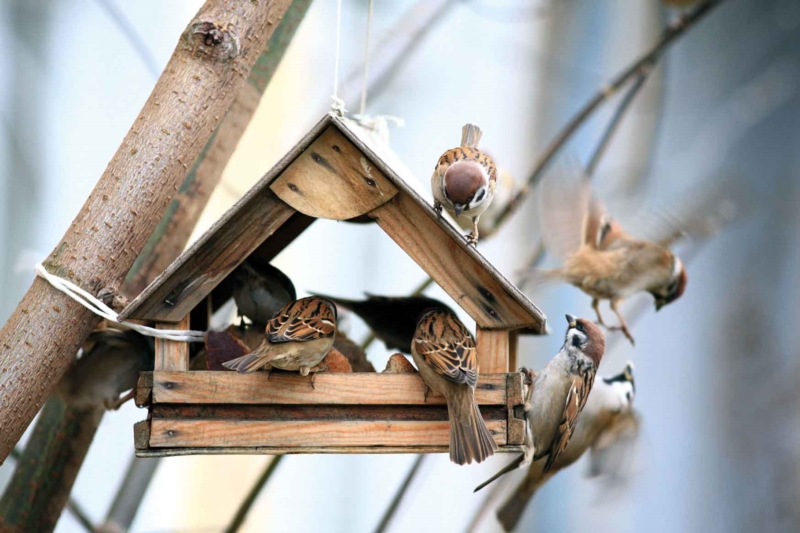 Gute Maßnahmen für Ihren Garten im Winter zu verabschieden