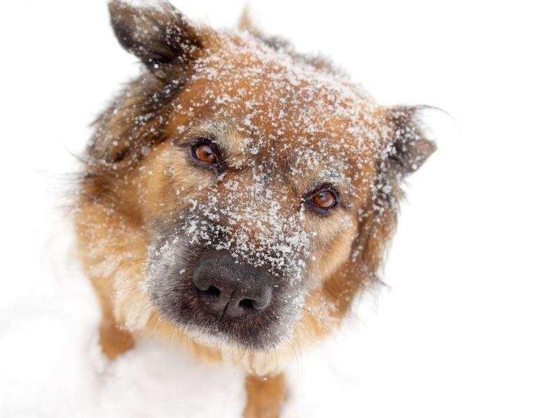 Some tips to protect your dog from the cold