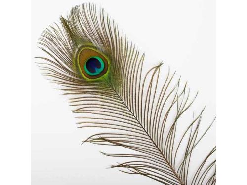 Plumes décoratives pour la conception de carnaval et costume