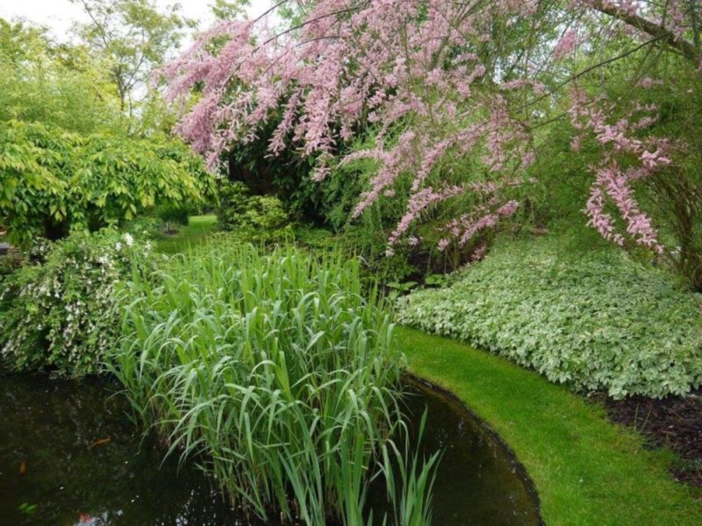 Entretien de jardin