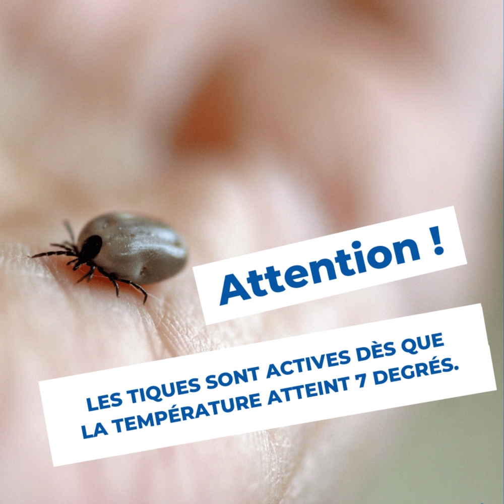 ⚠️ Attention aux tiques ! 🕷️ 🕷️ 🕷️ 