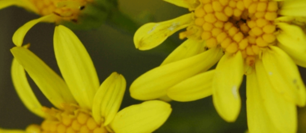 Un charte de qualité