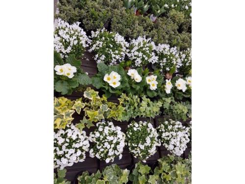 Plantes extérieures