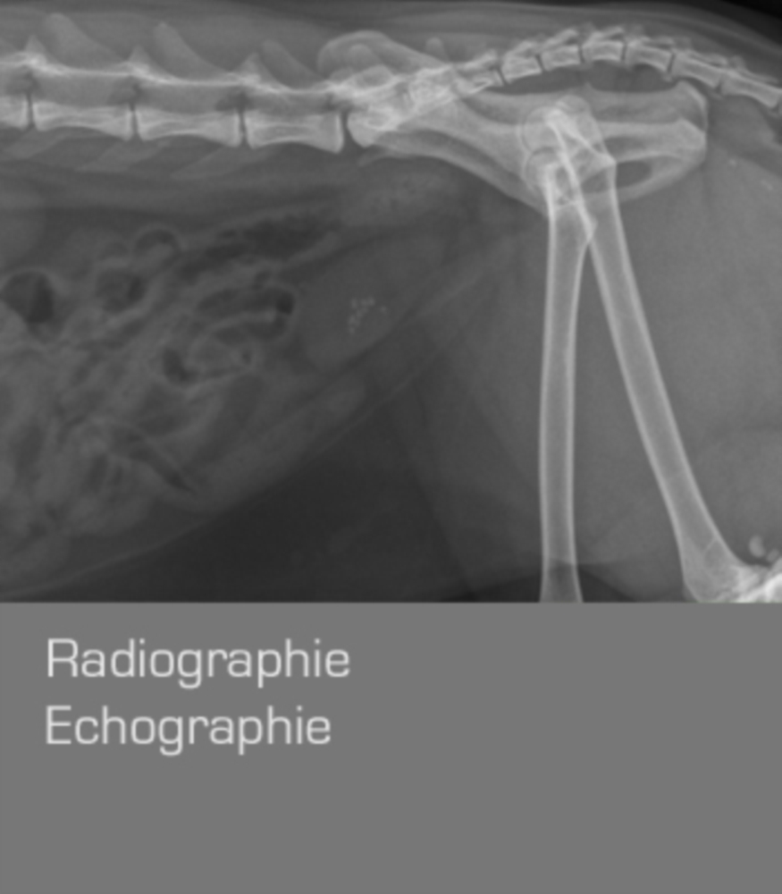 Radiologie numérique Echographie