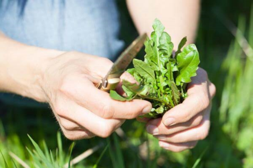 Des ingrédients frais et régionaux au cœur de notre cuisine