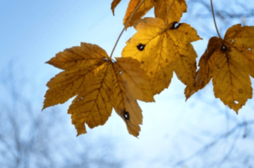 Expertises et conseils