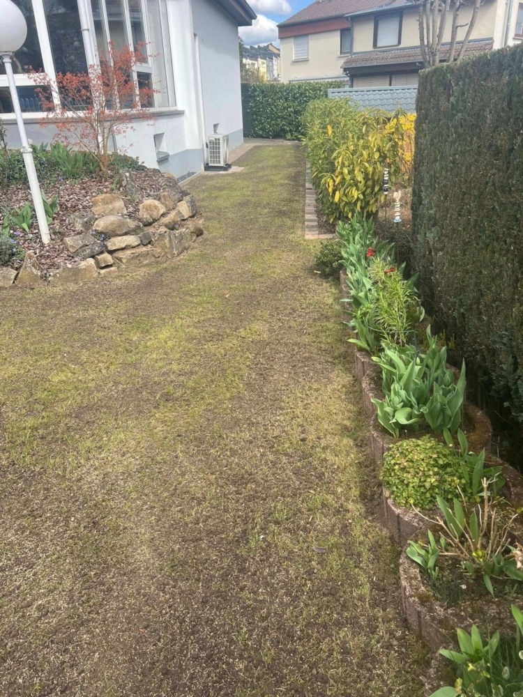 Les étapes clés pour réussir l’engazonnement de votre jardin