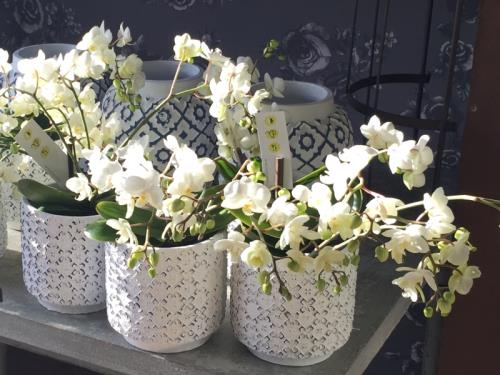 Orchidées blanches