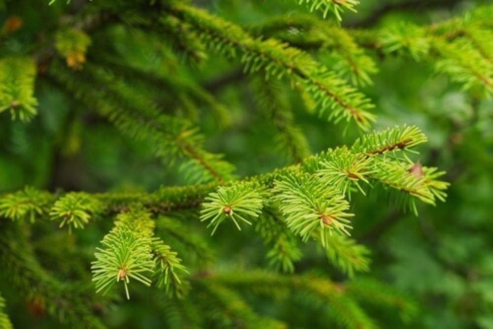 Vente de bois résineux