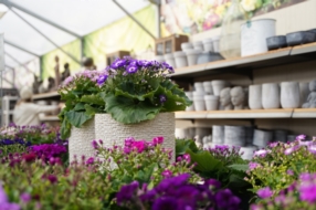  Seasonal plants for balconies and terraces