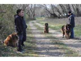 Ecole pour chien