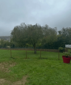 Abattage d’arbres en urgence : quand et pourquoi intervenir 