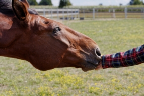 Paddocks