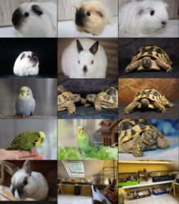 Petits animaux