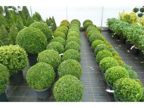 Plantes