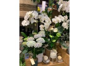 Plantes