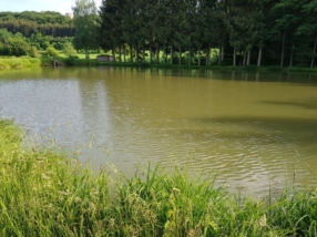 Nos étangs