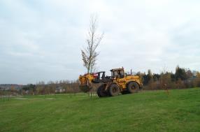 Transplantations d'arbres