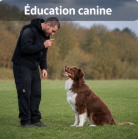 Éducation canine
