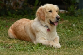 Parc à chiens à proximité