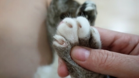 Soins énergétiques pour animaux