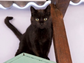 Pension pour chats