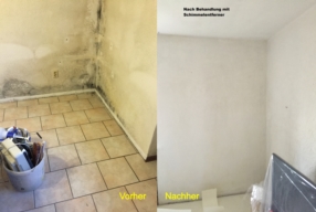 Elimination des moisissures
