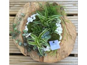 Arrangement de plantes