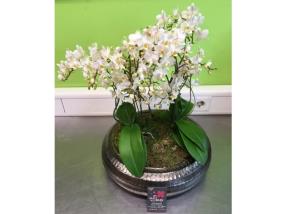 Coupe d'orchidées