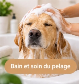 Bain et soin du pelage