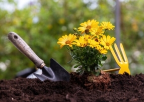 Travaux de jardinage 