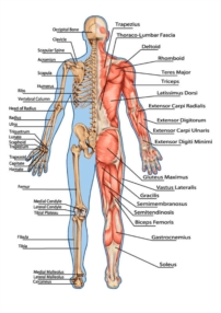 Massage sur-mesure 