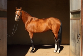 Box avec paddock individuel