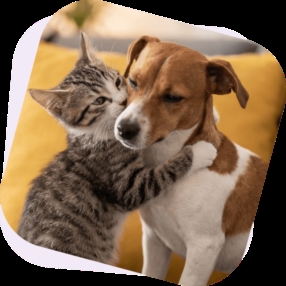 Assurance chien & chat 