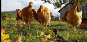 Elevage de poulets
