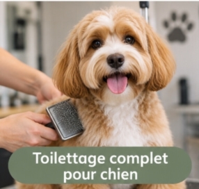 Toilettage complet pour chien