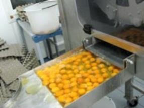 Acheminement vers la machine à pasteuriser