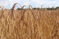 Artikel vonDudel Magie Sàrl